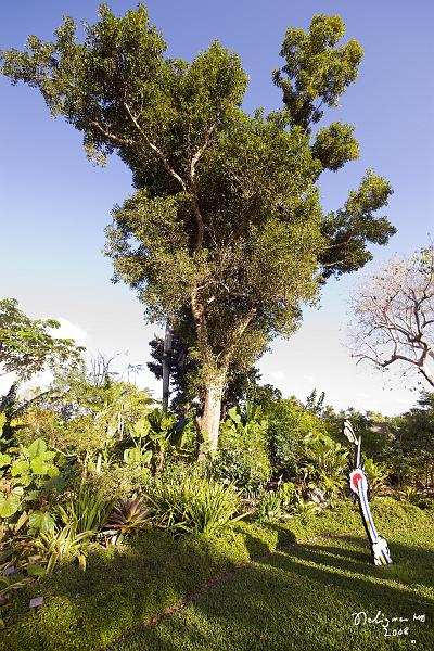 20080424_182158 D3 P.jpg - Named after David Fairchild in 1938, a botanist and plant explorer